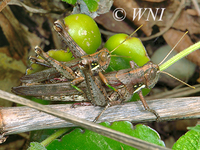 Schistocerca quisqueya